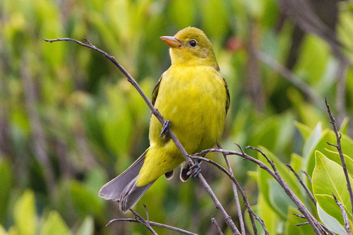Western Tanager
