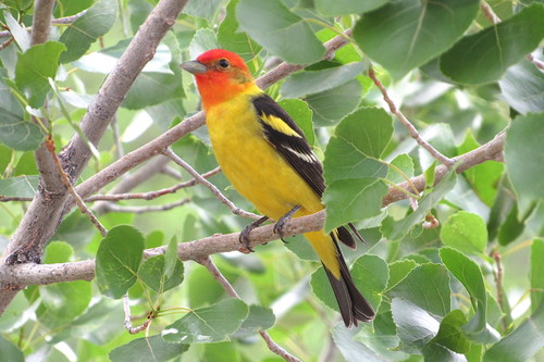 Western Tanager