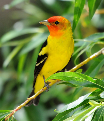 Western Tanager