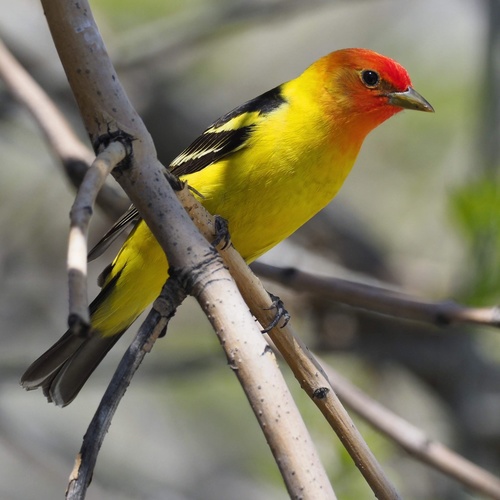 Western Tanager