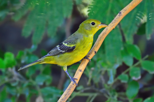 Western Tanager