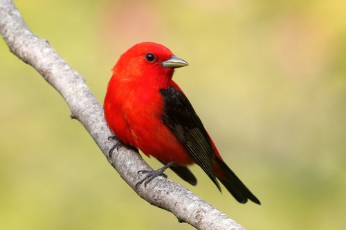 Scarlet Tanager