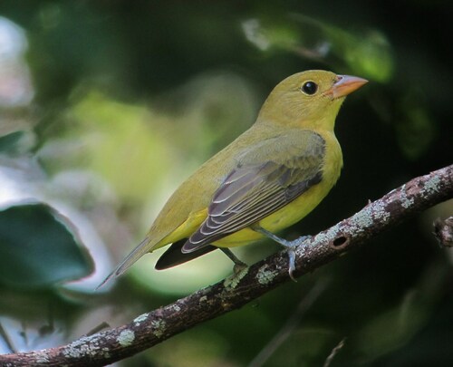 Scarlet Tanager