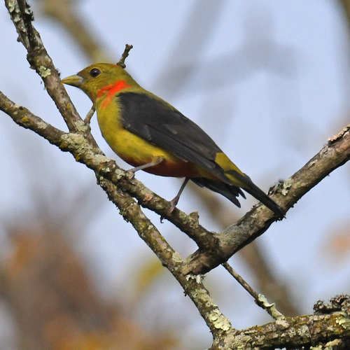 Scarlet Tanager