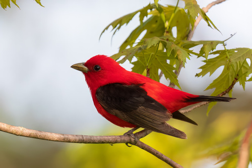 Scarlet Tanager