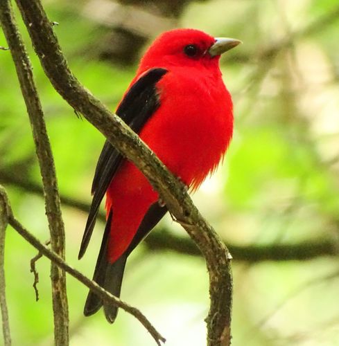 Scarlet Tanager