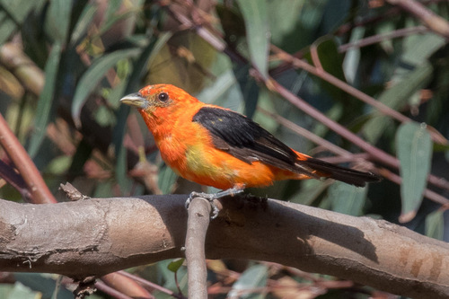 Scarlet Tanager