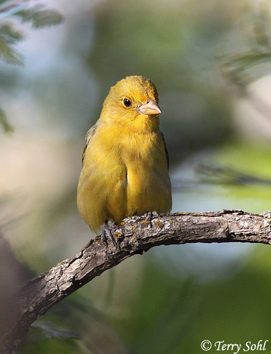 Scarlet Tanager