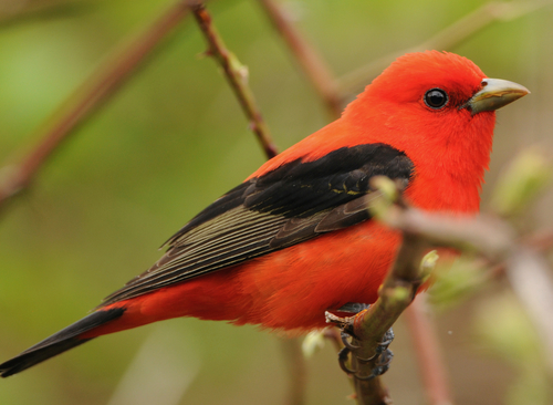 Scarlet Tanager