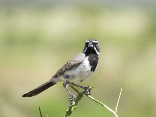 Black-throated Sparrow