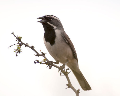 Black-throated Sparrow