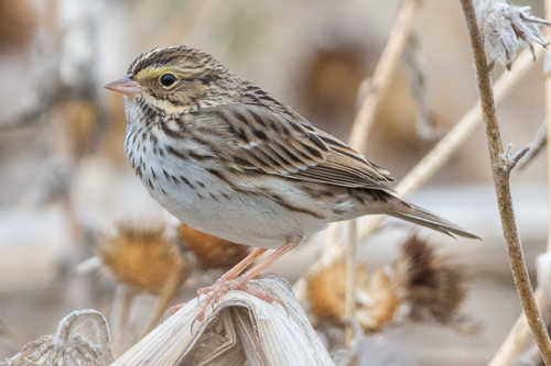 Savannah Sparrow