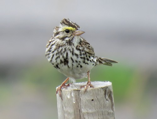 Savannah Sparrow
