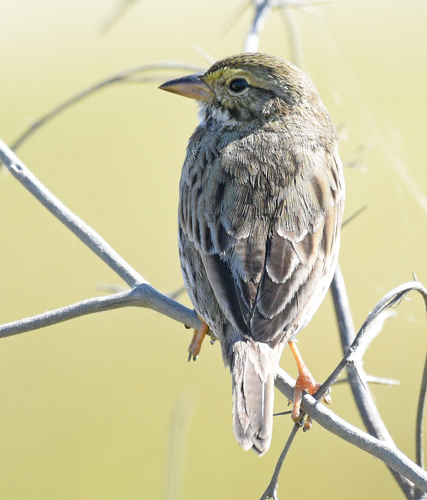 Savannah Sparrow