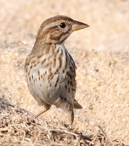 Savannah Sparrow