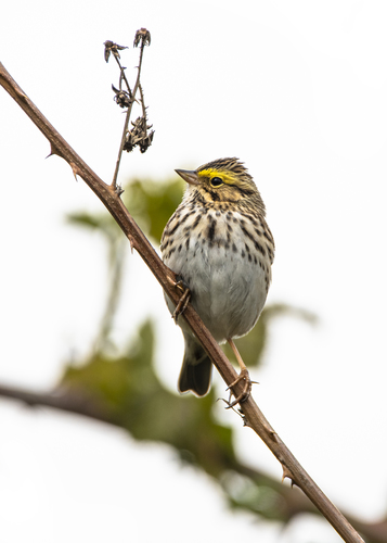 Savannah Sparrow