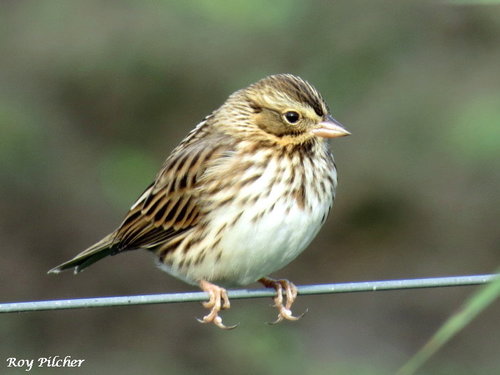 Savannah Sparrow