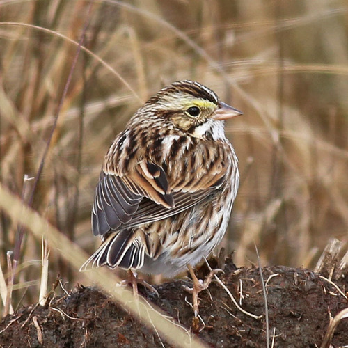 Savannah Sparrow