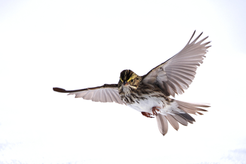 Savannah Sparrow