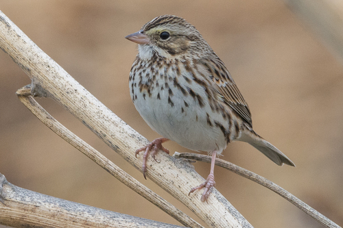 Savannah Sparrow