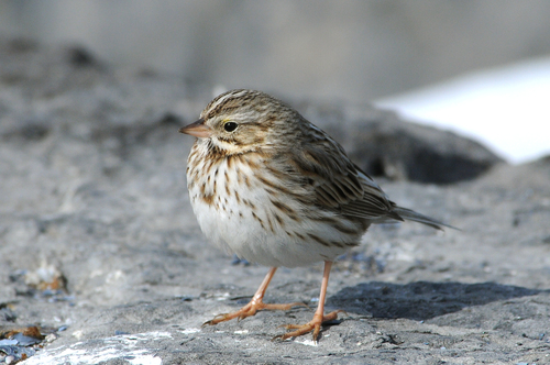 Savannah Sparrow