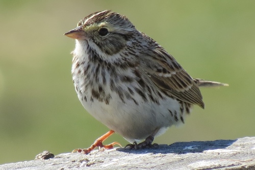 Savannah Sparrow