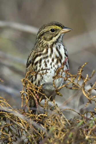 Savannah Sparrow