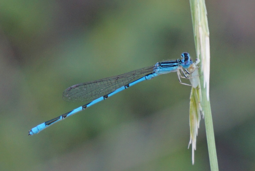 Double-striped Bluet