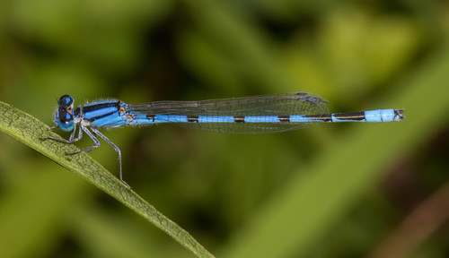 Familiar Bluet