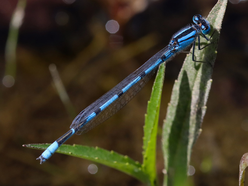 Familiar Bluet