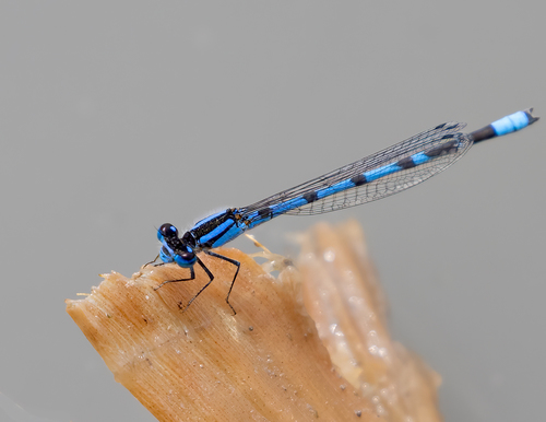 Familiar Bluet