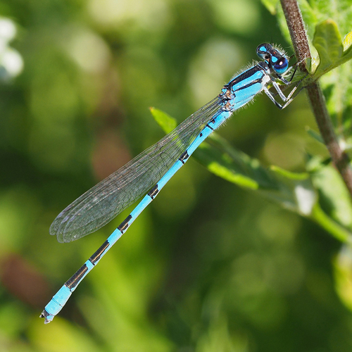 Familiar Bluet