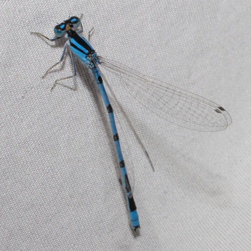 Familiar Bluet