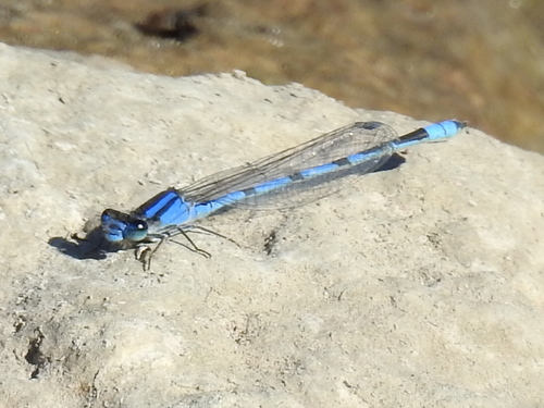 Familiar Bluet