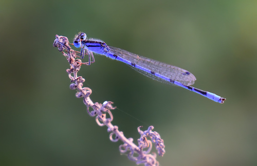 Familiar Bluet