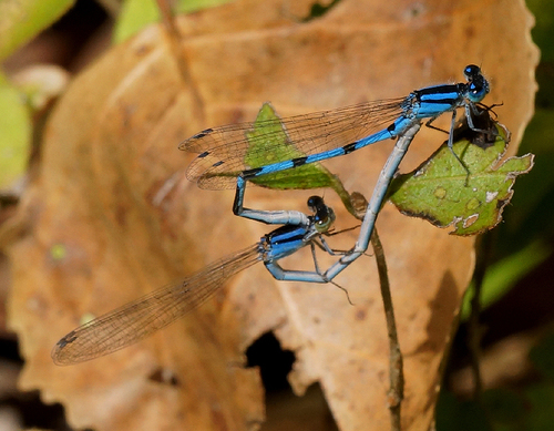 Familiar Bluet