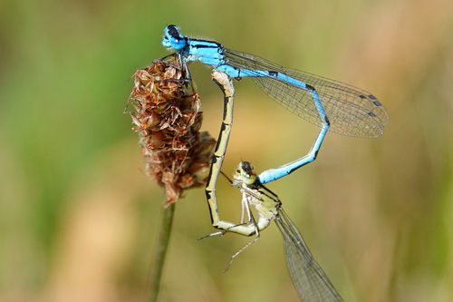 Common Blue Damselfly