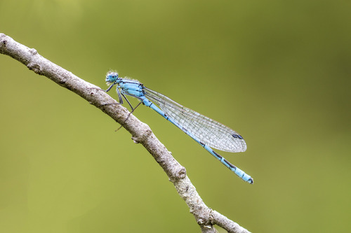 Common Blue Damselfly