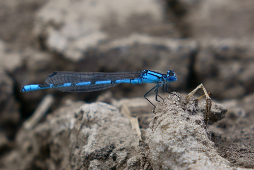 Common Blue Damselfly
