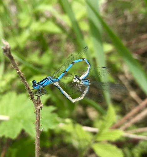 Common Blue Damselfly