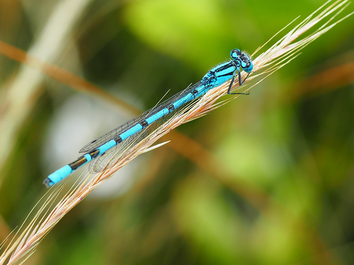 Common Blue Damselfly