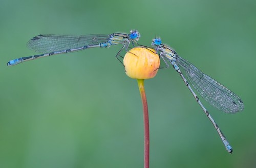 Common Blue Damselfly