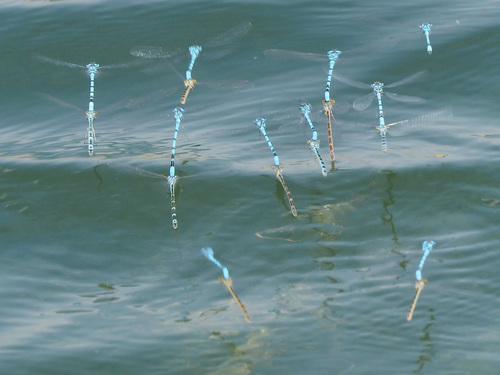 Common Blue Damselfly