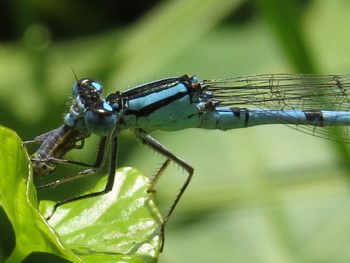 Common Blue Damselfly