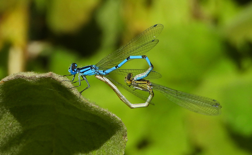 Common Blue Damselfly