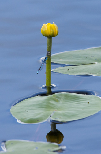 Common Blue Damselfly