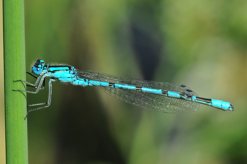 Common Blue Damselfly
