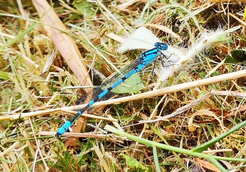 Common Blue Damselfly