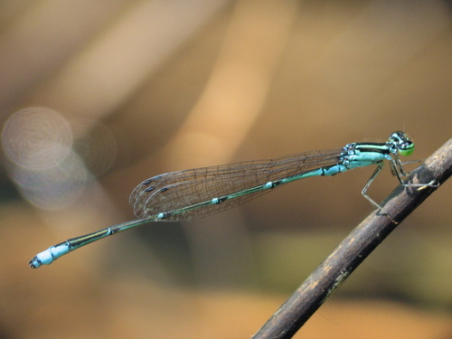 Stream Bluet