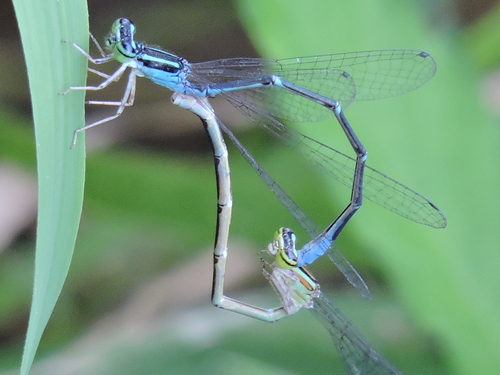 Stream Bluet